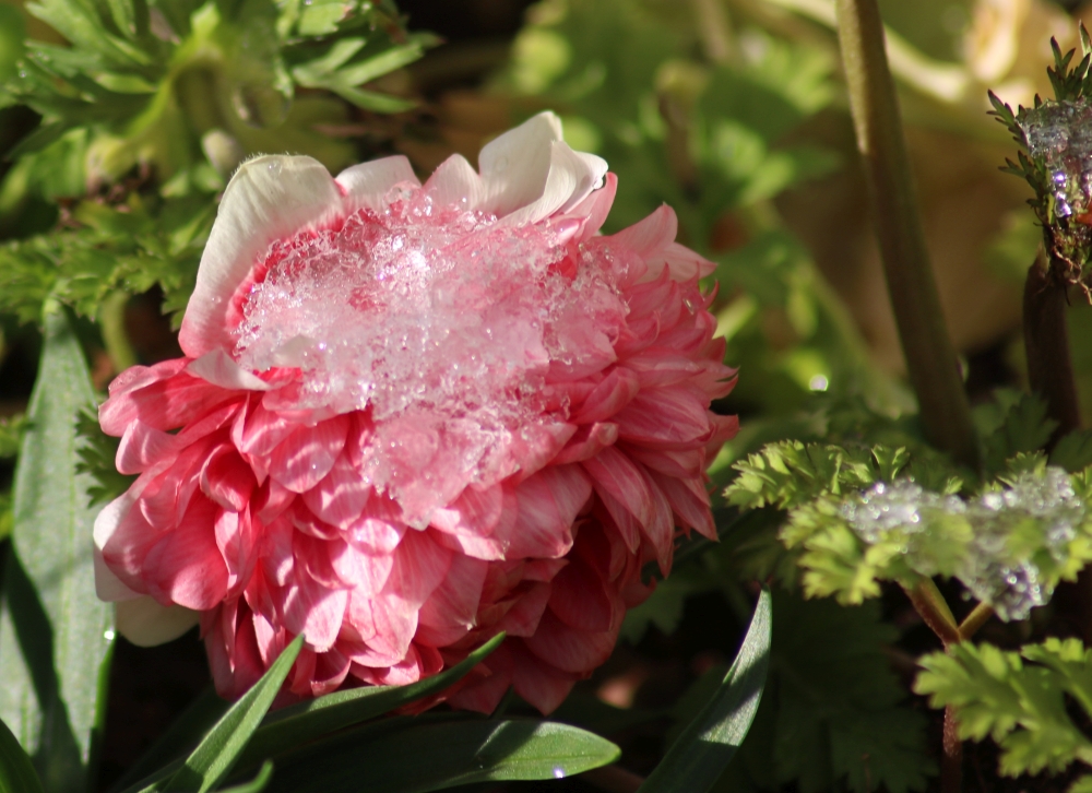 f:id:migu25:20190210162550j:plain f:id:migu25:20190210162550j:plain