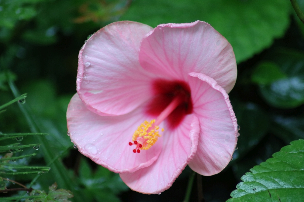 f:id:migu25:20190723120707j:plain f:id:migu25:20190723120707j:plain