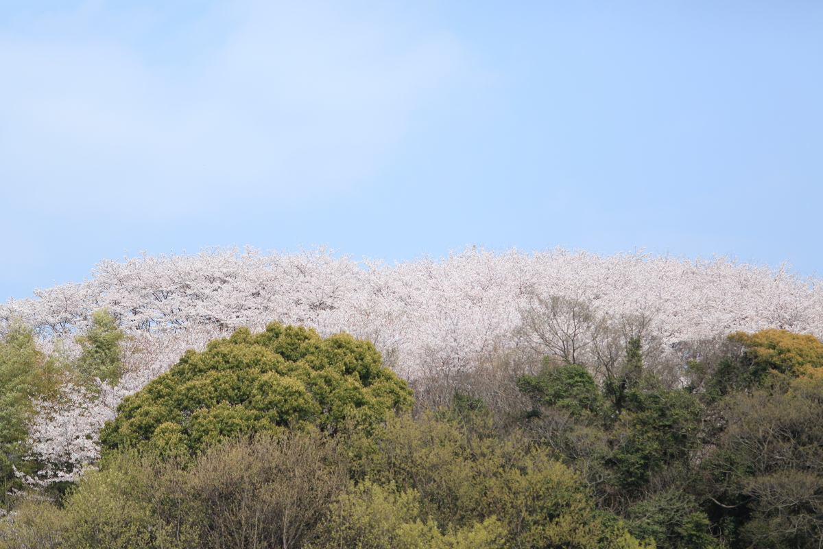 f:id:miharaseihyou:20180413233955j:image f:id:miharaseihyou:20180413233955j:image