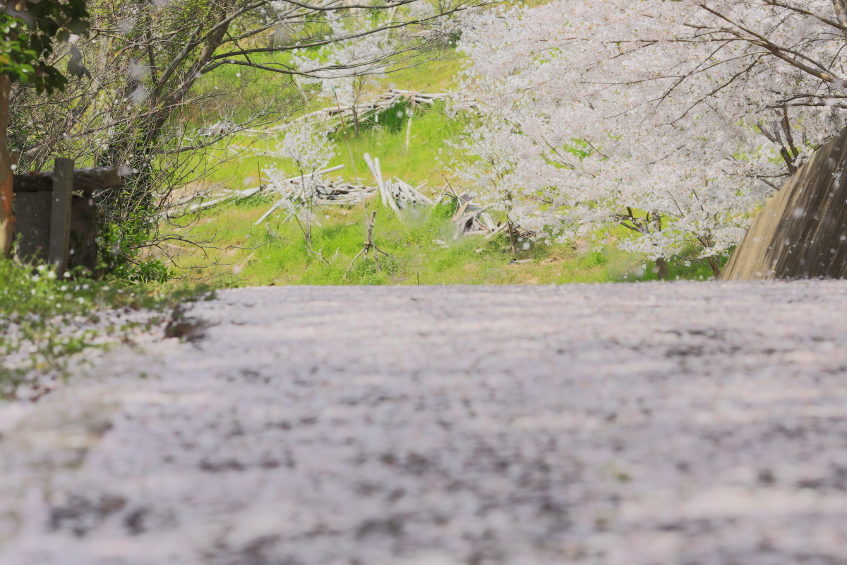 f:id:miharaseihyou:20180413233959j:image f:id:miharaseihyou:20180413233959j:image