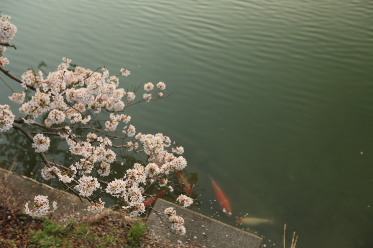 f:id:miharaseihyou:20180413234002j:image f:id:miharaseihyou:20180413234002j:image