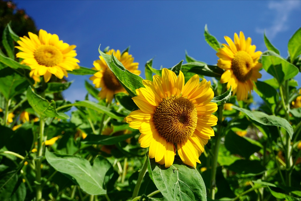 f:id:miho-rotchaat:20211209144200j:image