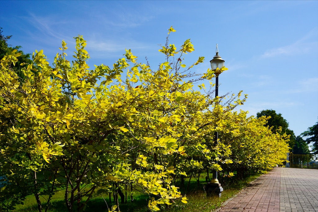 f:id:miho-rotchaat:20211209144204j:image