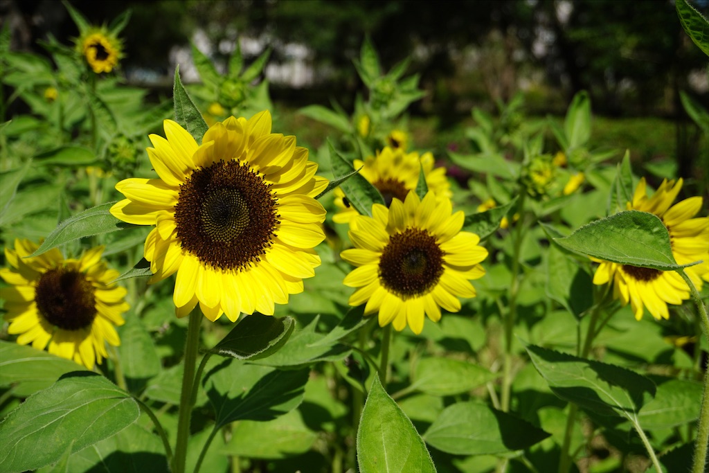 f:id:miho-rotchaat:20211209144207j:image