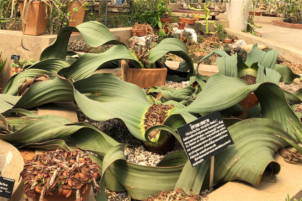 f:id:miho-rotchaat:20211209144414j:image