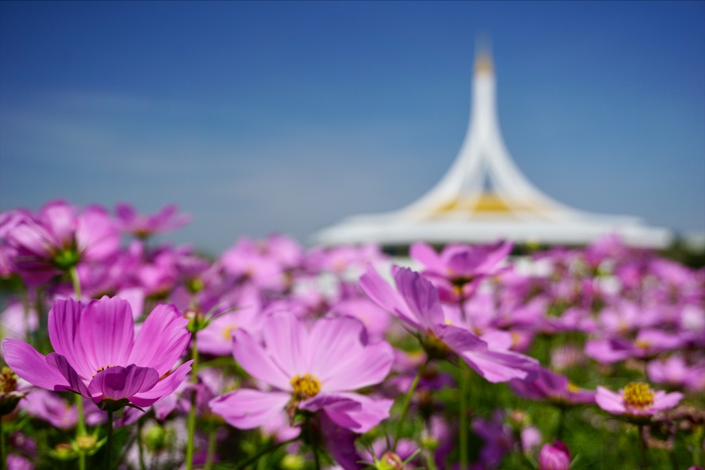 f:id:miho-rotchaat:20211209144417j:image