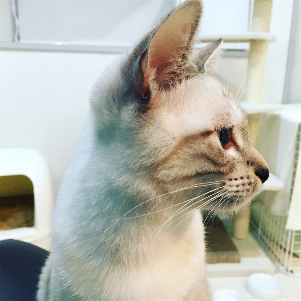保護猫を成猫から飼い始めるメリット 小日記