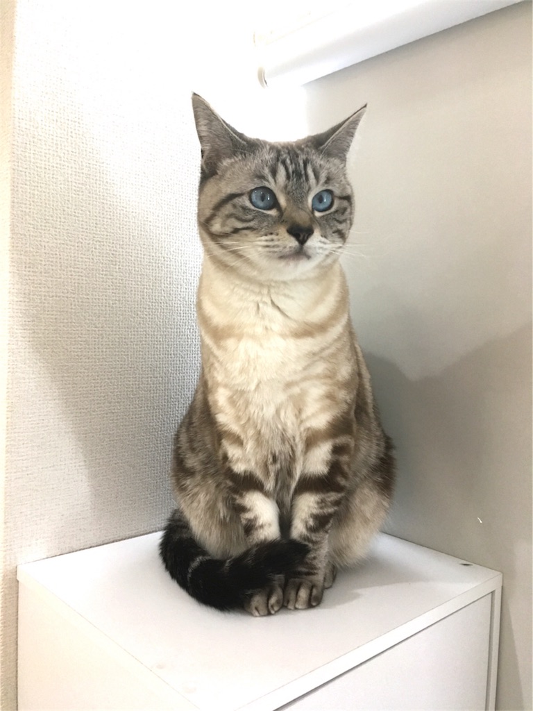 f:id:mihocomiho:20190310004108j:image f:id:mihocomiho:20190310004108j:image