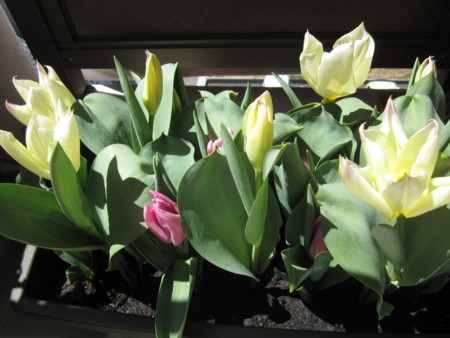 f:id:mihoi:20120407113018j:image