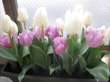 f:id:mihoi:20120414114811j:image