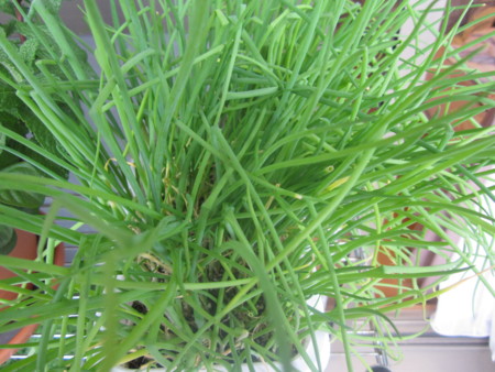 f:id:mihoi:20120422072356j:image:w360