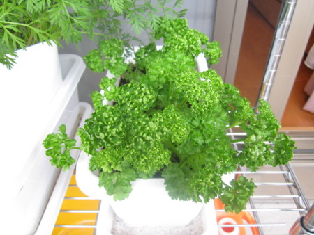 f:id:mihoi:20120422072408j:image:w360