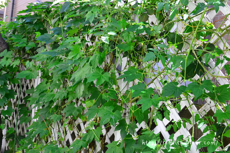 f:id:mihokokaneko:20171001145141j:plain f:id:mihokokaneko:20171001145141j:plain