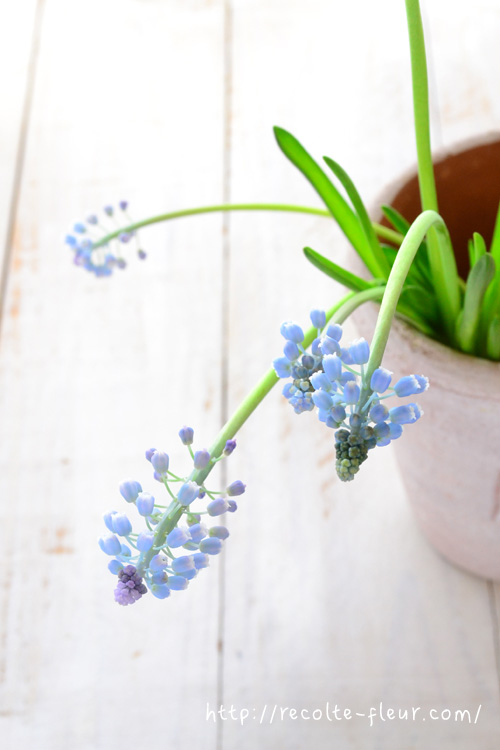 f:id:mihokokaneko:20180304143937j:plain f:id:mihokokaneko:20180304143937j:plain