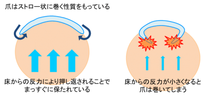 f:id:mihomoriyama:20200422150642p:plain