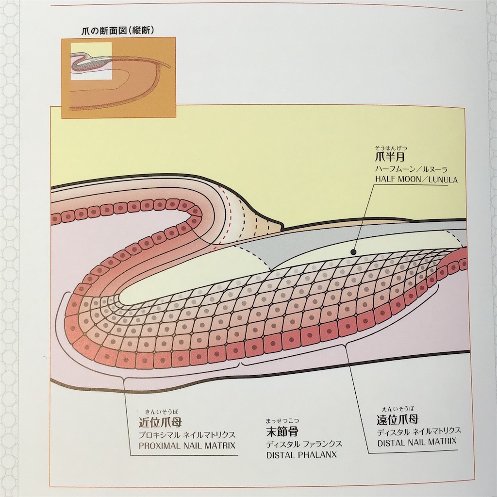 爪を育成するオイル 今こそ使い時 My Tone Is