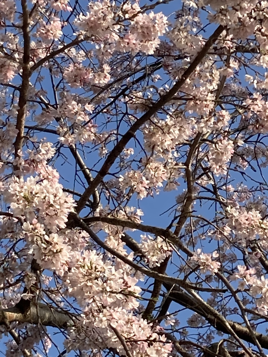 ジュンサイとは 動植物の人気 最新記事を集めました はてな
