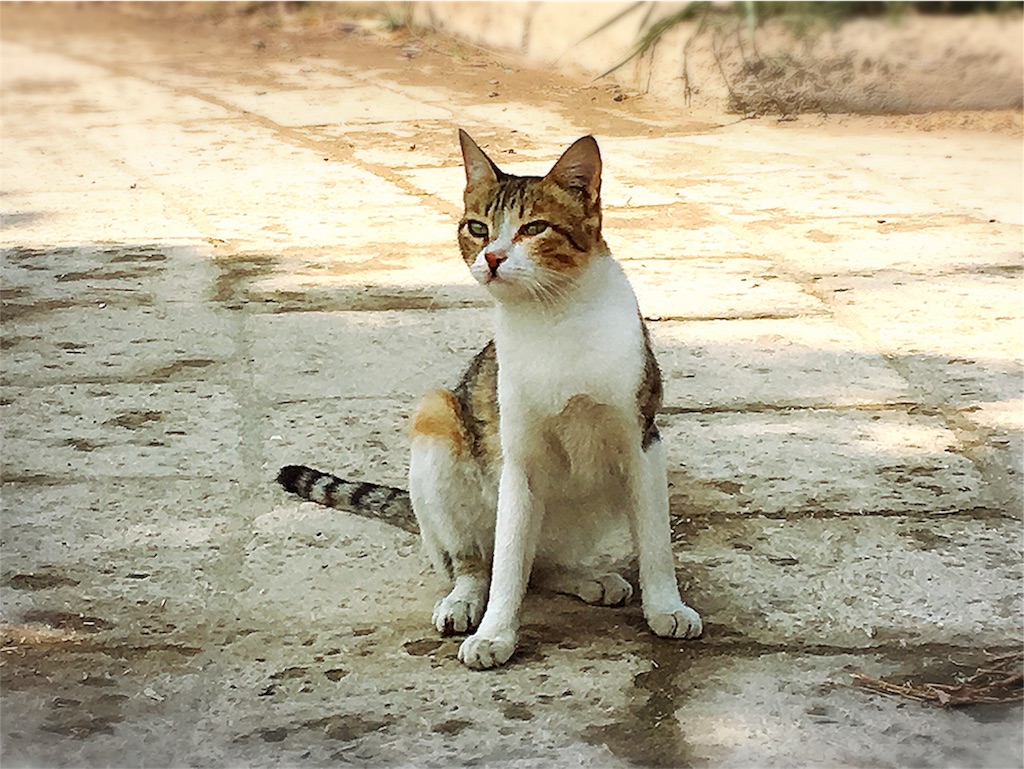 f:id:mihoraqssharqi:20171014115337j:image