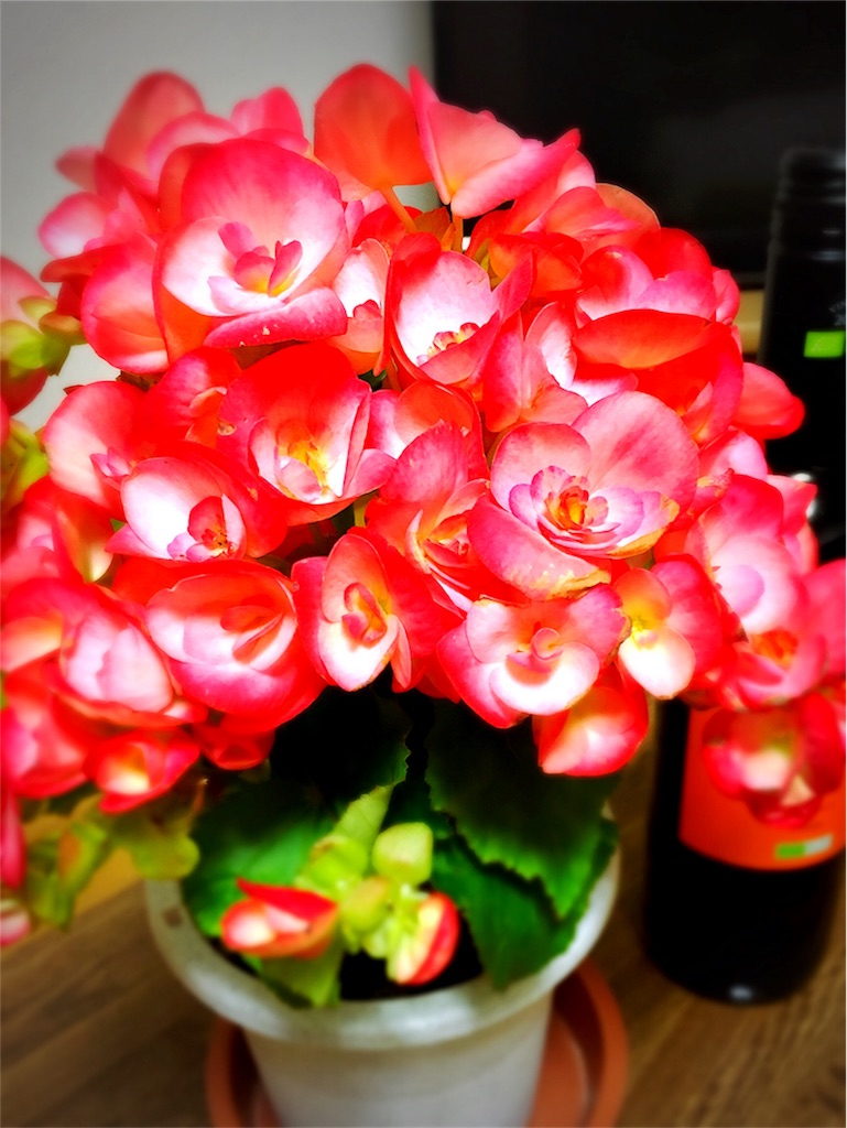 f:id:mihoraqssharqi:20171202100139j:image