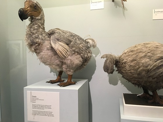 ロンドン自然史博物館ドードーのぬいぐるみ ロンドン自然史博物館