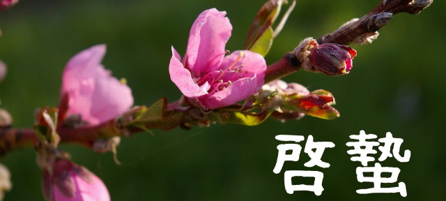 f:id:mii_chiro:20190305230627j:plain