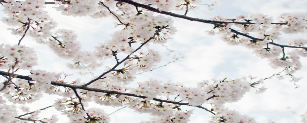 f:id:mii_chiro:20190326224903j:plain f:id:mii_chiro:20190326224903j:plain