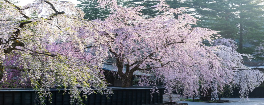 f:id:mii_chiro:20190326225423j:plain f:id:mii_chiro:20190326225423j:plain