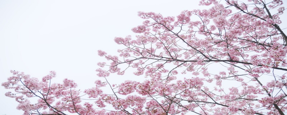 f:id:mii_chiro:20190326225801j:plain f:id:mii_chiro:20190326225801j:plain