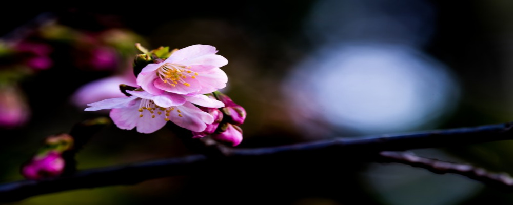 f:id:mii_chiro:20190326230309j:plain f:id:mii_chiro:20190326230309j:plain