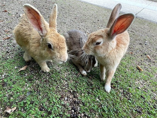 f:id:miida599:20210614053749j:plain