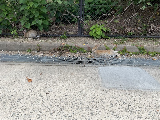 f:id:miida599:20210615203844j:plain