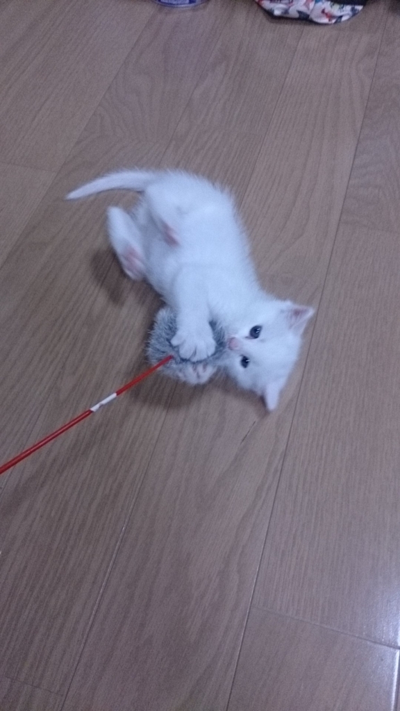 f:id:miihapinomama:20180526233737j:plain