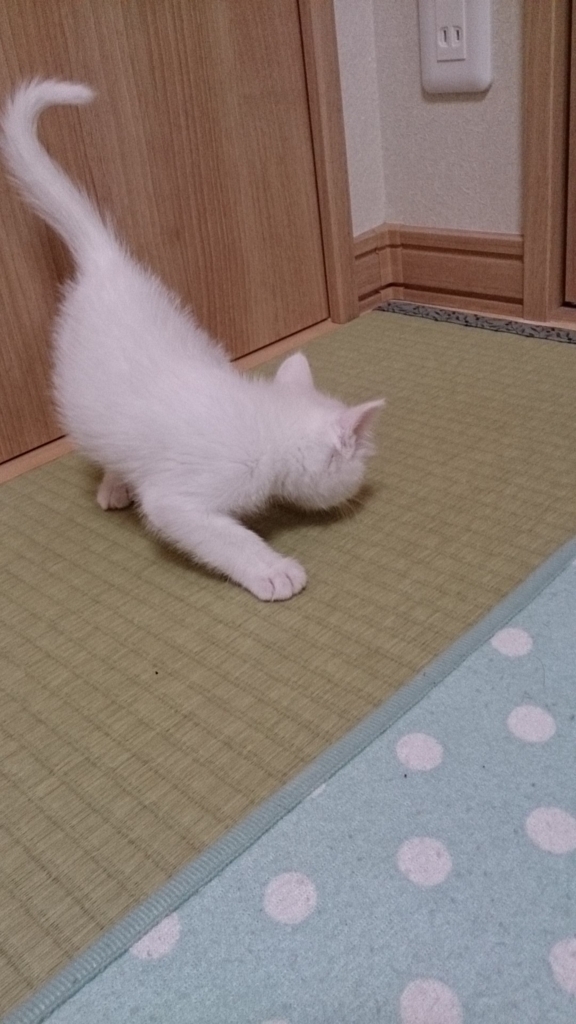 f:id:miihapinomama:20180526234017j:plain