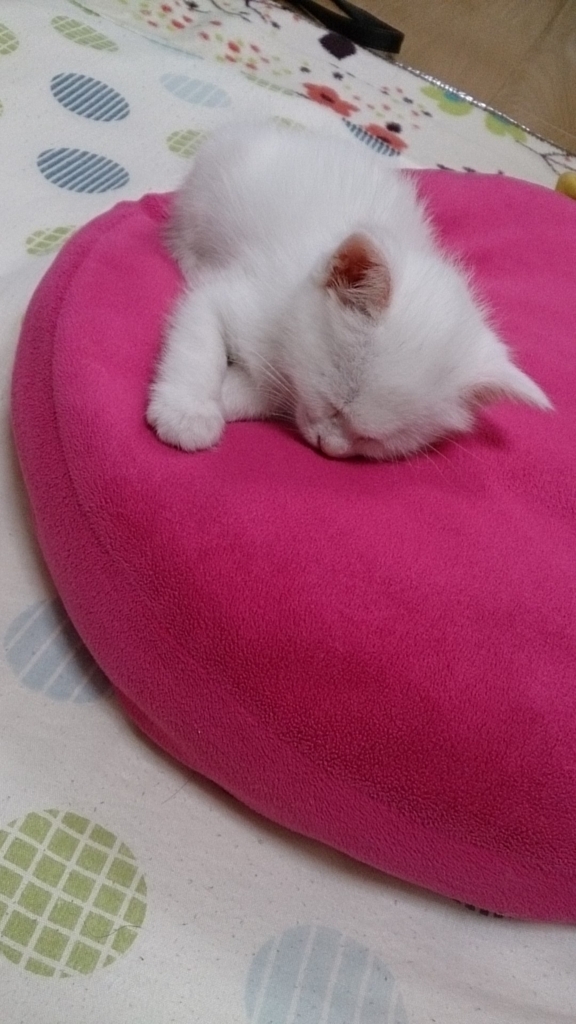 f:id:miihapinomama:20180607001638j:plain