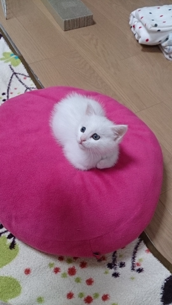 f:id:miihapinomama:20180609003257j:plain