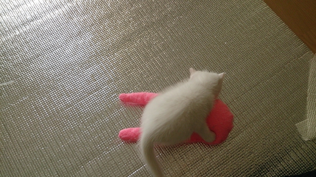 f:id:miihapinomama:20180610225812j:plain