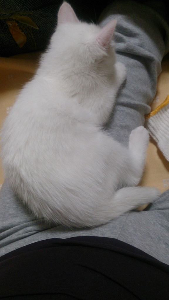 f:id:miihapinomama:20180714223617j:plain