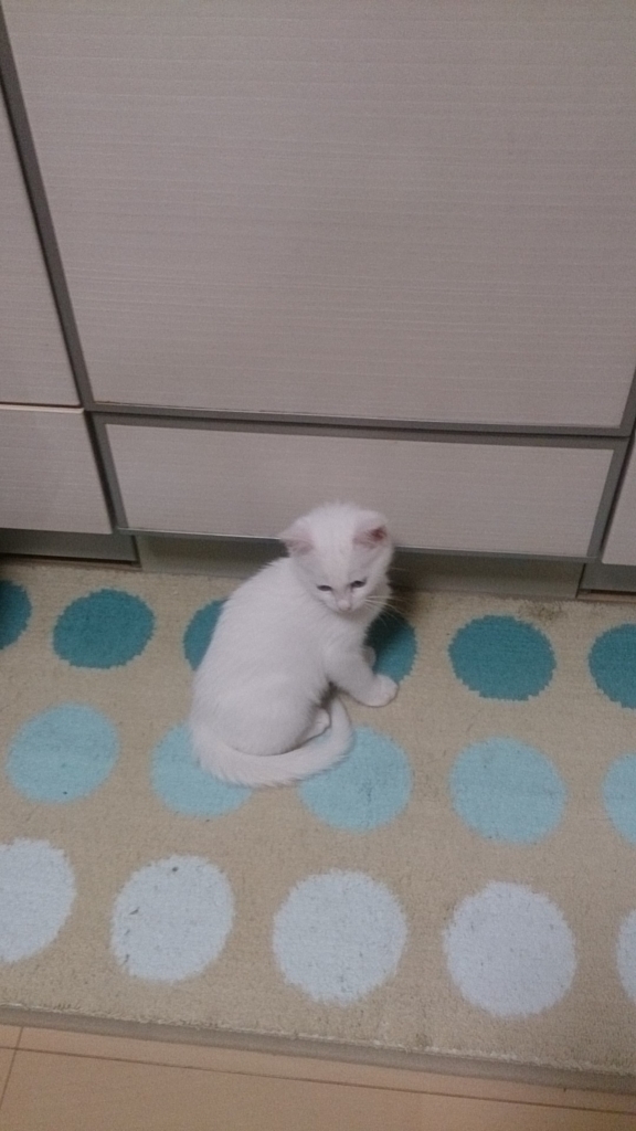f:id:miihapinomama:20180714224014j:plain