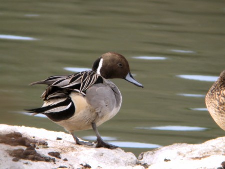 f:id:miimaru:20100123215651j:image