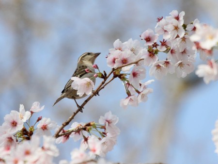 f:id:miimaru:20110413215758j:image