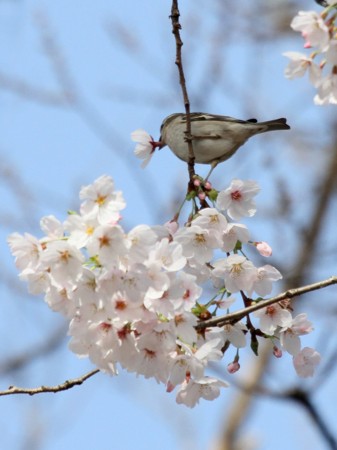 f:id:miimaru:20110413215800j:image