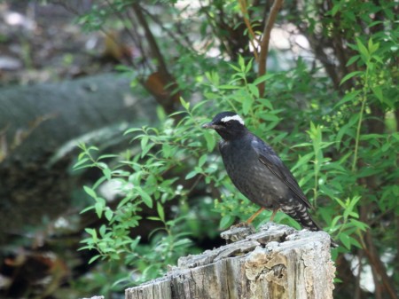 f:id:miimaru:20110430223608j:image