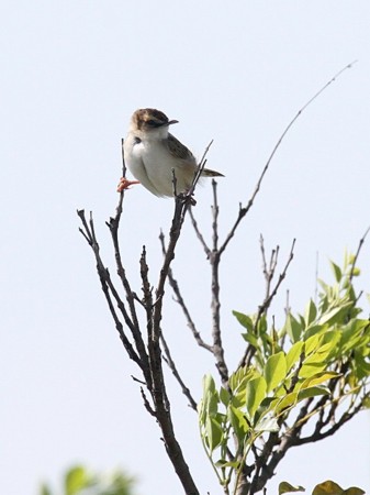 f:id:miimaru:20120509213042j:image