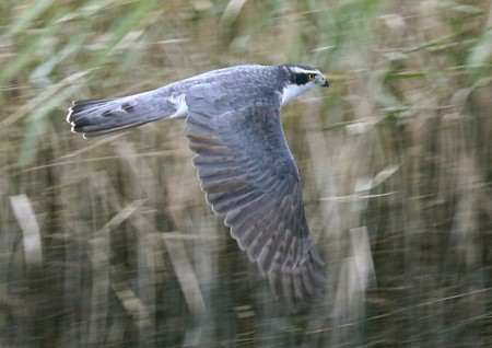 f:id:miimaru:20151123190602j:image