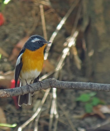 f:id:miimaru:20161030141809j:image