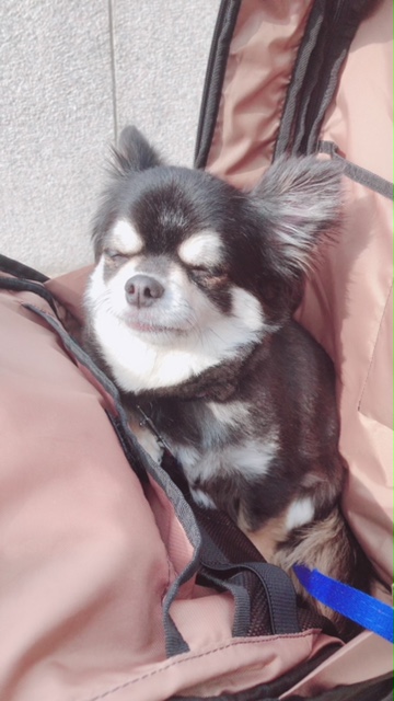 f:id:miipote:20190703211354j:plain f:id:miipote:20190703211354j:plain