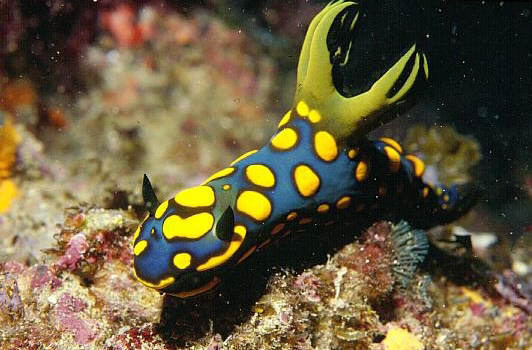 ウミウシのお話 みっちゃん先生のスライム狩り