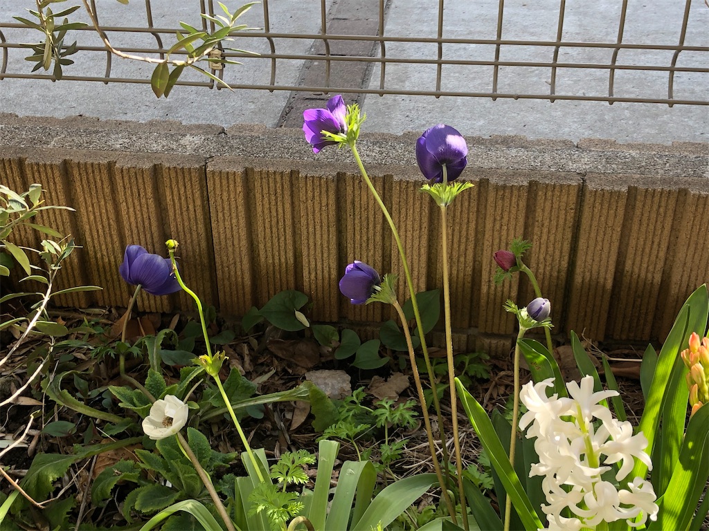 f:id:miisaku:20200318082802j:image f:id:miisaku:20200318082802j:image