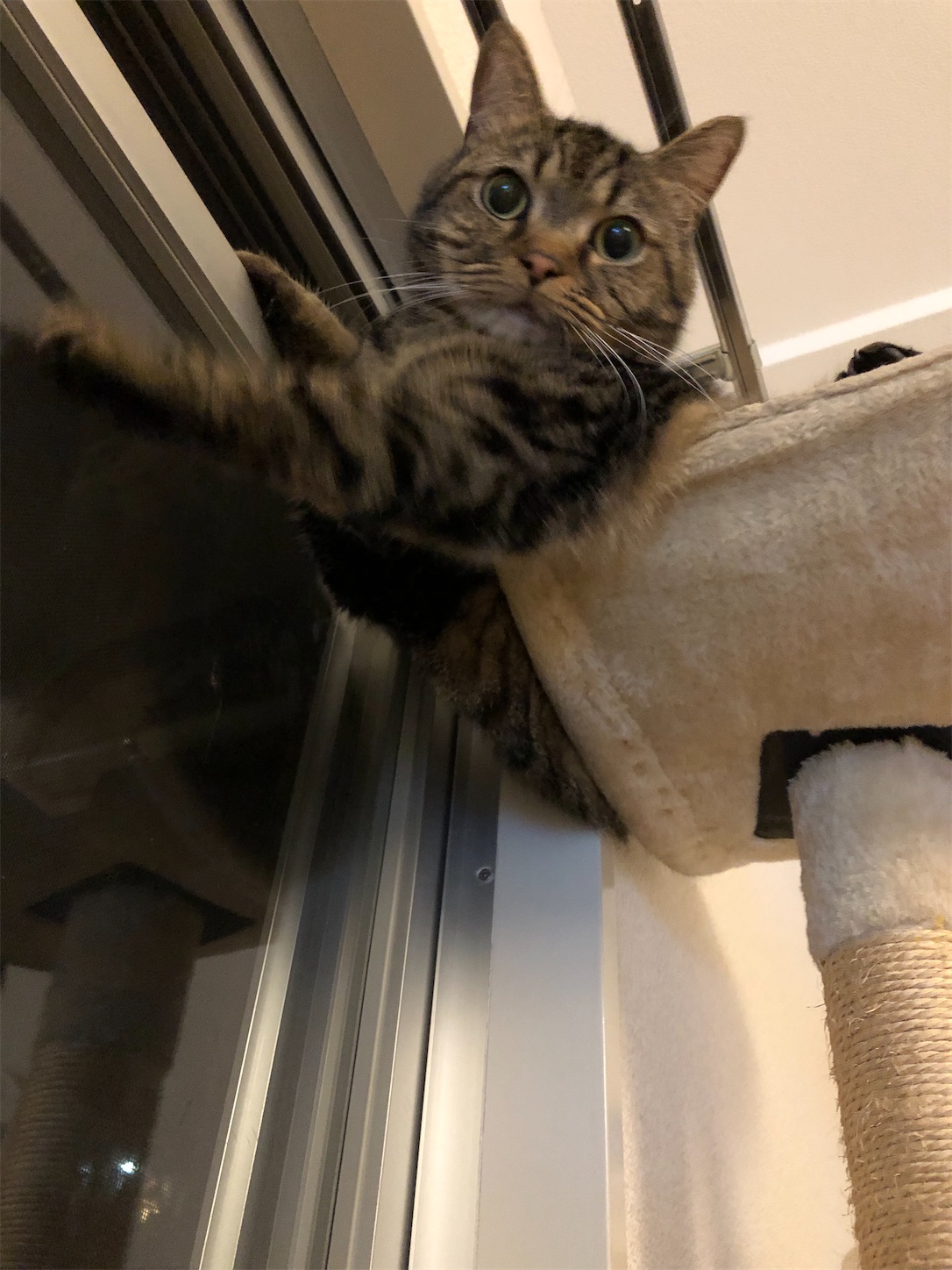 f:id:miisuketan:20201214105731j:image