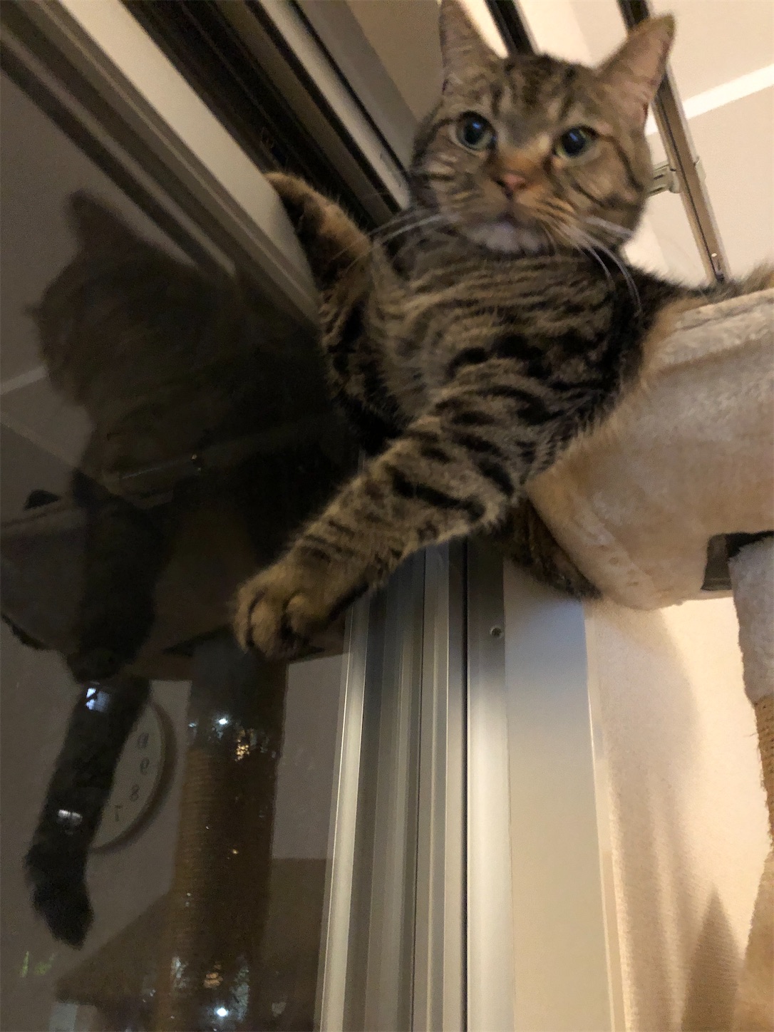 f:id:miisuketan:20201214105736j:image